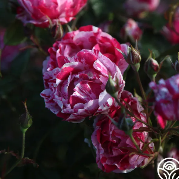 Heirloom Roses Stars 'n' Stripes Forever™ Best