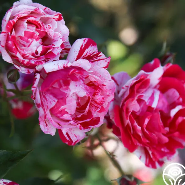 Heirloom Roses Stars 'n' Stripes Forever™ Best