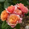 Heirloom Roses State of Grace™ Sale