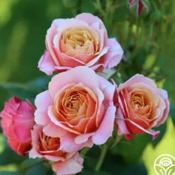 Heirloom Roses State of Grace™ Sale