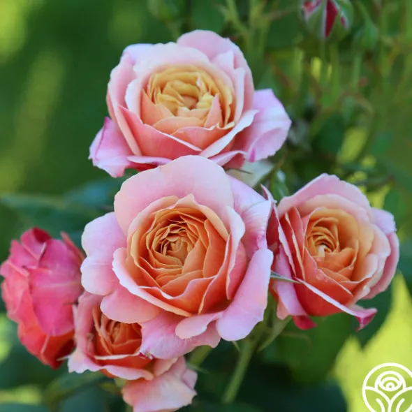 Heirloom Roses State of Grace™ Sale