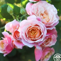 Heirloom Roses State of Grace™ Sale