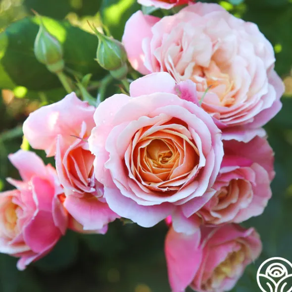 Heirloom Roses State of Grace™ Sale