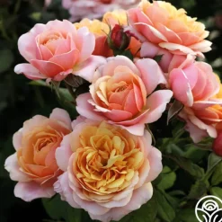 Heirloom Roses State of Grace™ Sale