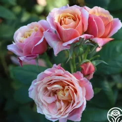 Heirloom Roses State of Grace™ Sale