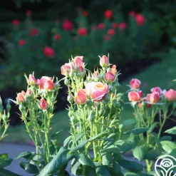 Heirloom Roses State of Grace™ Sale