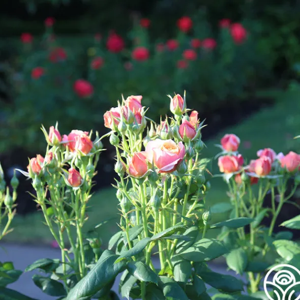 Heirloom Roses State of Grace™ Sale
