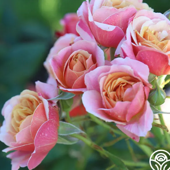 Heirloom Roses State of Grace™ Sale