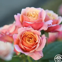 Heirloom Roses State of Grace™ Sale