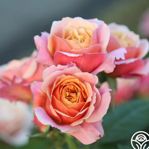 Heirloom Roses State of Grace™ Sale