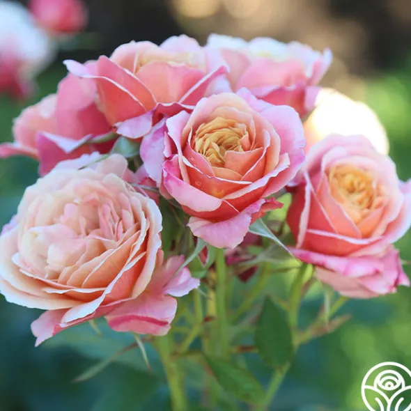 Heirloom Roses State of Grace™ Sale