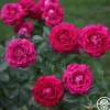 Heirloom Roses Stiletto™
