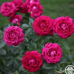 Heirloom Roses Stiletto™