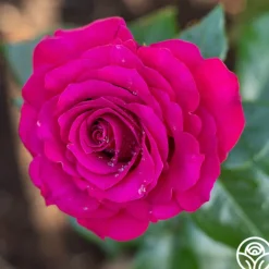 Heirloom Roses Stiletto™
