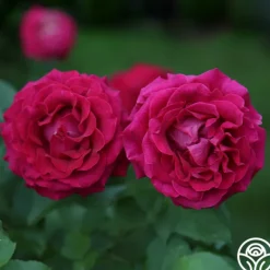 Heirloom Roses Stiletto™