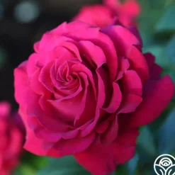 Heirloom Roses Stiletto™