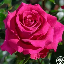 Heirloom Roses Stiletto™