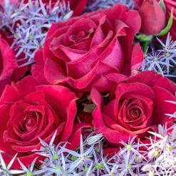 Heirloom Roses Stiletto™