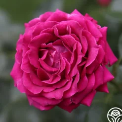 Heirloom Roses Stiletto™
