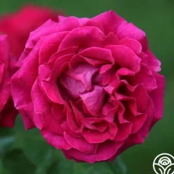 Heirloom Roses Stiletto™