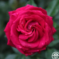 Heirloom Roses Stiletto™