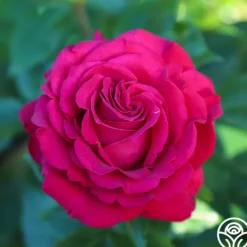 Heirloom Roses Stiletto™