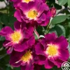 Heirloom Roses Stormy Weather™ Clearance