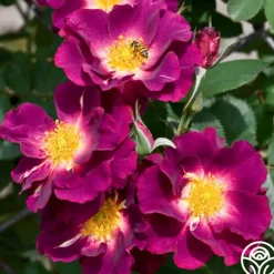 Heirloom Roses Stormy Weather™ Clearance