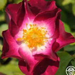 Heirloom Roses Stormy Weather™ Clearance