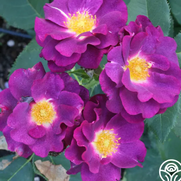 Heirloom Roses Stormy Weather™ Clearance