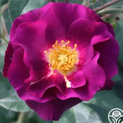 Heirloom Roses Stormy Weather™ Clearance