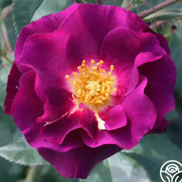 Heirloom Roses Stormy Weather™ Clearance
