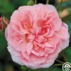 Heirloom Roses Strawberry Hill®