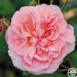 Heirloom Roses Strawberry Hill®