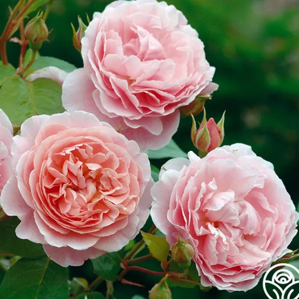 Heirloom Roses Strawberry Hill®