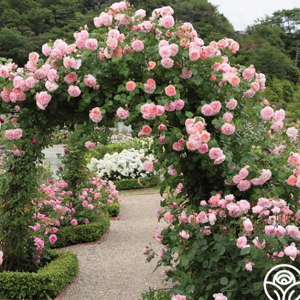 Heirloom Roses Strawberry Hill®