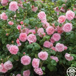 Heirloom Roses Strawberry Hill®