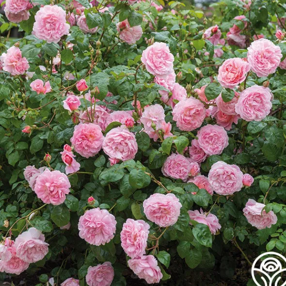 Heirloom Roses Strawberry Hill®