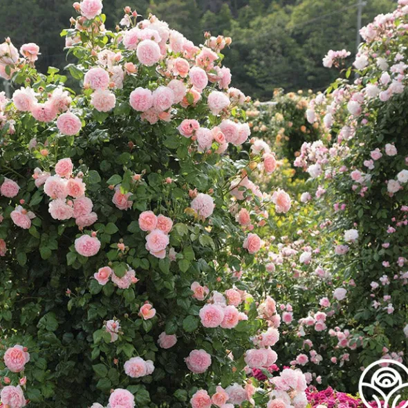 Heirloom Roses Strawberry Hill®