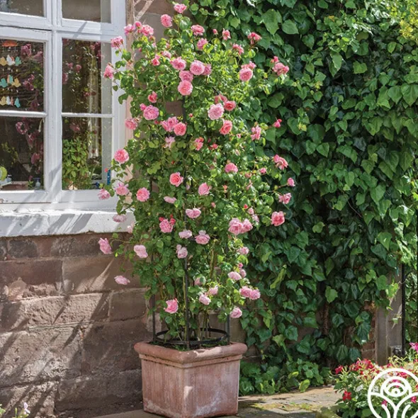 Heirloom Roses Strawberry Hill®