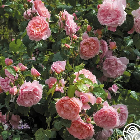 Heirloom Roses Strawberry Hill®