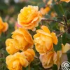 Heirloom Roses Strike It Rich™