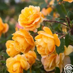 Heirloom Roses Strike It Rich™