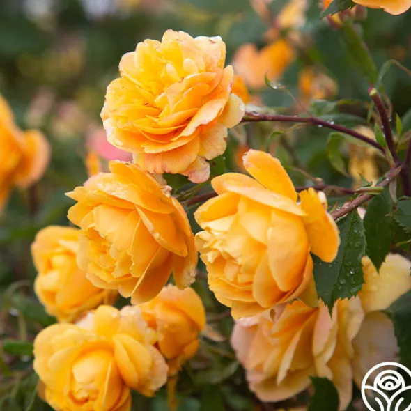 Heirloom Roses Strike It Rich™