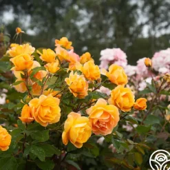 Heirloom Roses Strike It Rich™