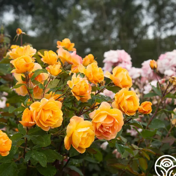 Heirloom Roses Strike It Rich™