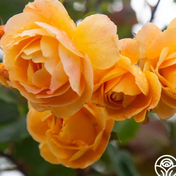 Heirloom Roses Strike It Rich™