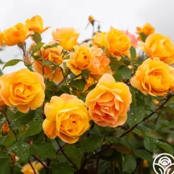 Heirloom Roses Strike It Rich™