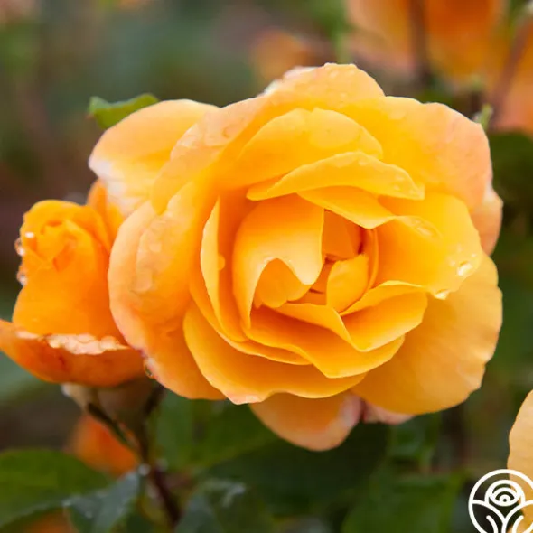 Heirloom Roses Strike It Rich™
