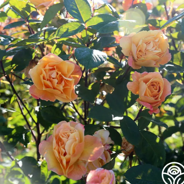 Heirloom Roses Strike It Rich™